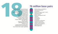 Lidský chromozom 18 z Gene Gateway - s label.png