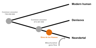 Sima de los Huesos'un DNA'sına dayanarak 2016'da önerilen insan soylarının filogenetik ağacı.