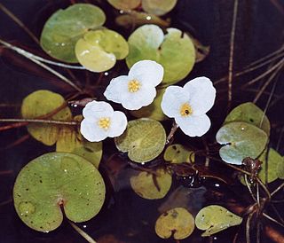 <span class="mw-page-title-main">Hydrocharitaceae</span> Family of aquatic plants