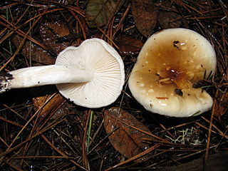 <i>Hygrophorus bakerensis</i> Species of fungus