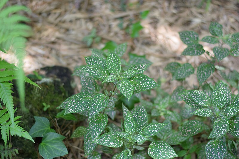 File:Hypoestes phyllostachya in Florida.jpg