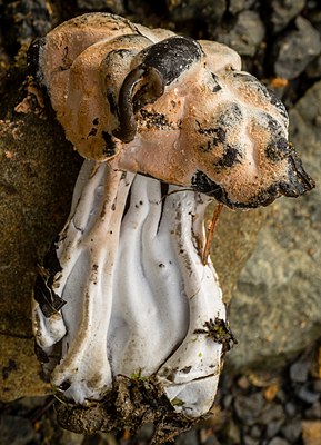 Hypomyces cervinigenus 487195.jpg