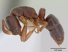 Hypoponera opaciceps