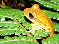 Hypsiboas bischoffi02a.jpg