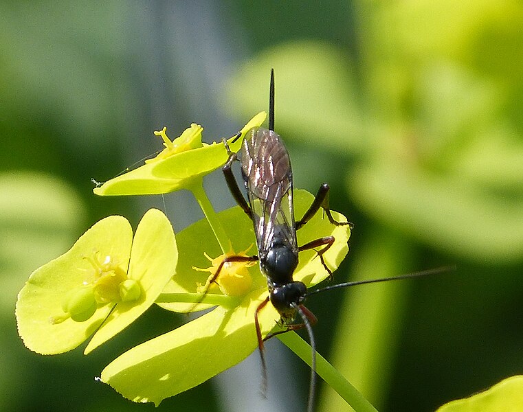 File:Ichneumonidae Cryptinae (32193132820).jpg