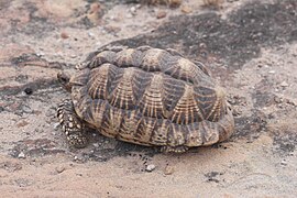 Indian star tortoise (Geochelone elegans) in Gujarat.jpg