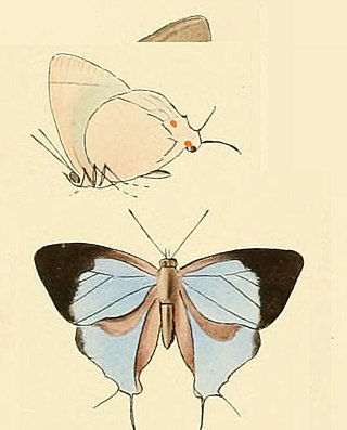 <i>Iolaus iasis</i> Species of butterfly