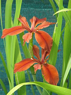 Description de l'image Iris fulva 3.jpg.