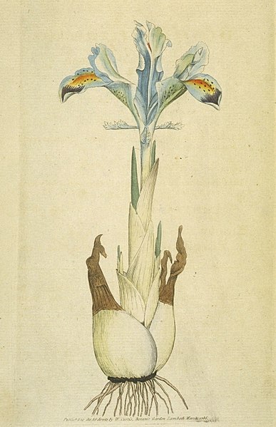 File:Iris persica (Sowerby).jpg