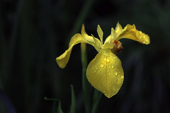 Iris pseudacorus flower