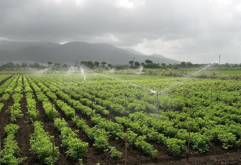 File:Irrigation through sprinkler.jpg