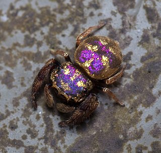 <i>Irura bidenticulata</i> Species of spider