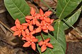 * Nomination Ixora coccinea --Vengolis 07:45, 7 March 2015 (UTC) * Promotion Good quality --Charlesjsharp 12:27, 7 March 2015 (UTC)