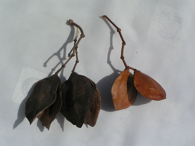 File:Jacaranda mimosifolia fruits (opened and closed).jpeg