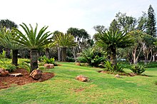 Cycads in Jan Cilliers Park Jan Cellierspark, Pretoria.jpg