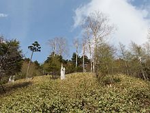 Photo couleur de la végétation d'un terrain de montagne planté d'arbres, au sol recouvert de bambous et éclairé par un ciel bleu nuageux.