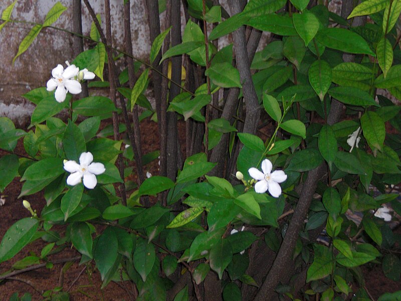 File:Jasmine-Negombo.jpg