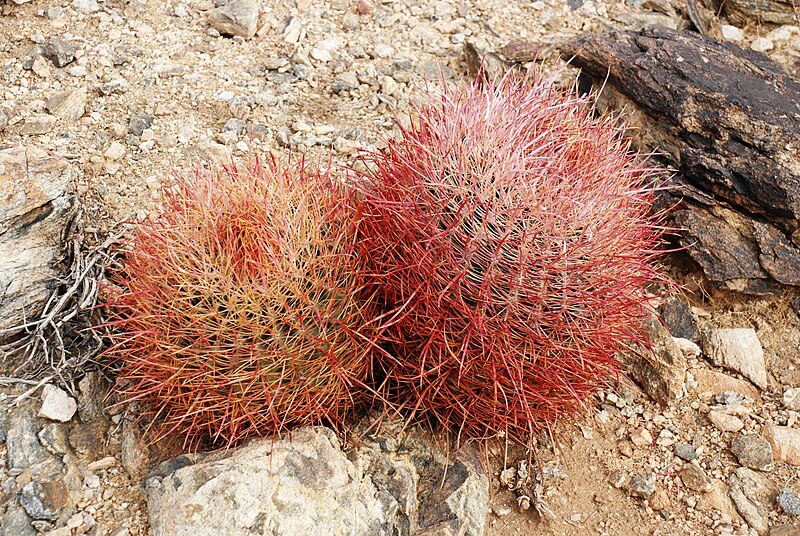 File:Joshua Tree NP - Barrel Cactus -2.jpg