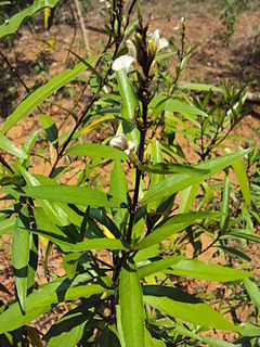 <i>Justicia gendarussa</i> Species of shrub