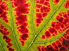 Kaiserstuhl - Herbst - Rebblatt im Gegenlicht