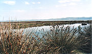 Thumbnail for Laguna e Karavastasë