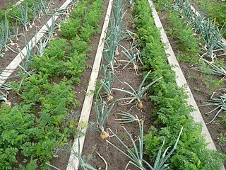 <span class="mw-page-title-main">Polyculture</span> Growing multiple crops together in agriculture