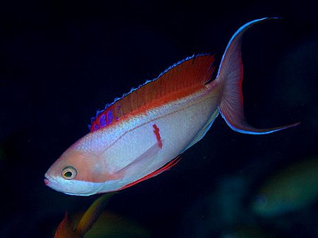 Pseudanthias_cooperi