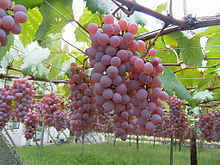 Katsunuma vineyard 02.jpg