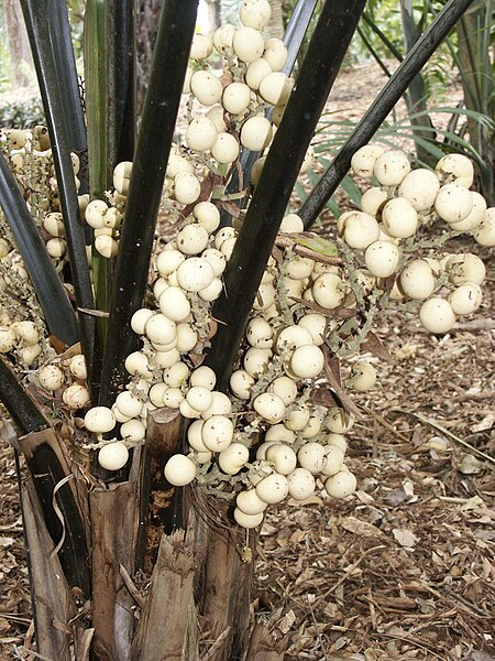 File:Kerriodoxa elegans fruits.jpg