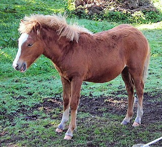 <span class="mw-page-title-main">Kerry Bog Pony</span> Breed of horse