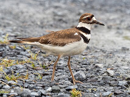 Killdeer