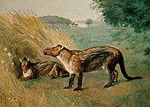 Life restoration of the Paleocene-Eocene ungulate Phenacodus. Charles R. Knight (1898). Knight Phenacodus.jpg