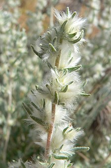 Close-up of plant at Red Rock Canyon, N.E. Mojave Desert, Nevada. Krascheninnikovia lanata 3.jpg