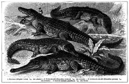 Alligator mississippiensis, Crocodylus niloticus, Crocodylus porosus et Gavialis gangeticus