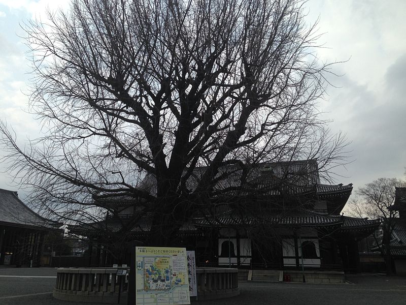 File:Kyozo and Grand Tree in West Honganji Temple.JPG