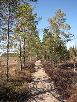 Kyrönkankaan kesätietä Kauhanevan–Pohjankankaan kansallispuistossa.
