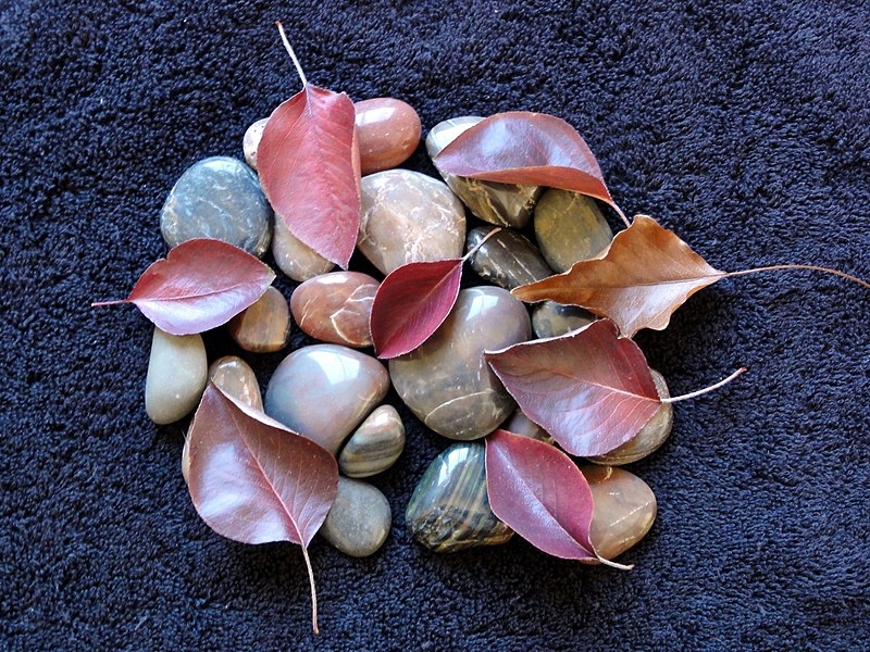 File:LEAVES AND ROCKS, KISSING COUSINS - panoramio.jpg