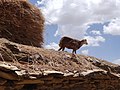 Lamb on Rooftop - Near Teka Tesfai - Ethiopia (8714446234).jpg