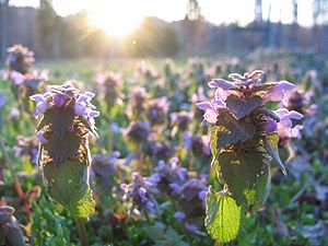 Purple Dead-nettle in afternoon sunlight