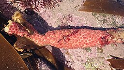 Distomus variolosus on a Laminaria kelp stipe. Brittany, France. Large (2) distomus variolosus.jpg
