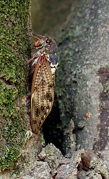 Large Brown Cicada 23aug12.jpg