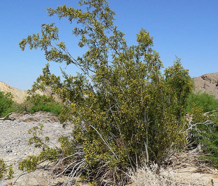 File:Larrea tridentata 7.jpg