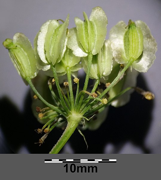 File:Laserpitium latifolium subsp. asperum sl18.jpg