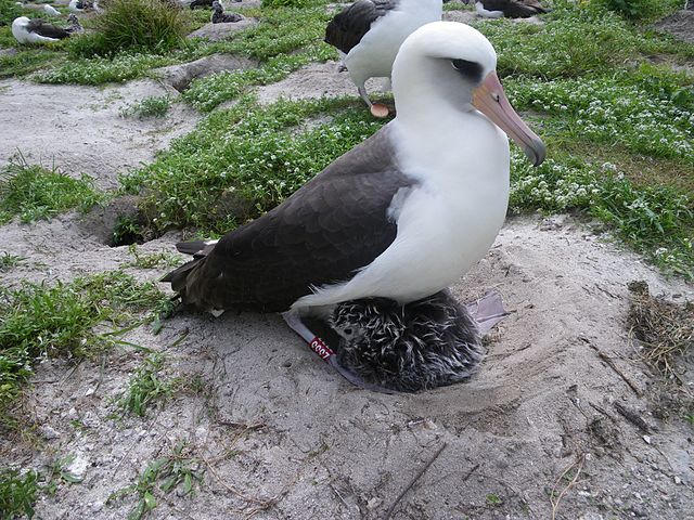 The then at least 60-year-old female named Wisdom with her chick, in March 2011