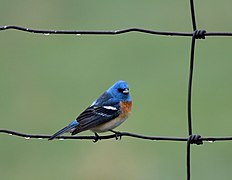 Lazulifink (Passerina amoena)