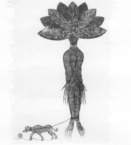 xilogravura de mandrágora, uma planta com corpo de gente sendo puxada por um cão com uma corda