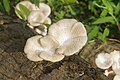 * Nomination Lentinus sp --Vengolis 02:32, 3 September 2018 (UTC) * Promotion Good quality. -- Johann Jaritz 02:38, 3 September 2018 (UTC)