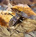 Leptoglossus occidentalis