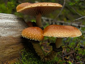 Leratiomyces squamosus