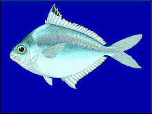 Splendid ponyfish, Leiognathus splendens